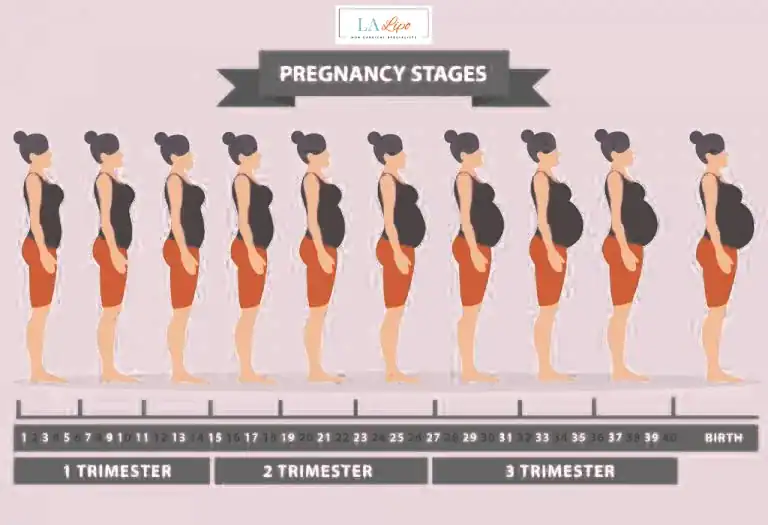 First Trimester (Weeks 1–12): Early Changes You Might Not Notice Melton Mowbray